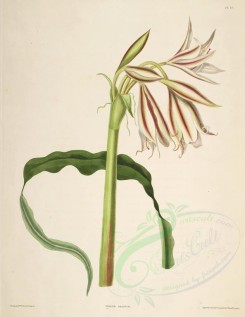 lilies_flowers-00270 - crinum ornatum [3485x4512]