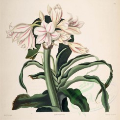 lilies_flowers-00272 - crinum scabrum [4187x4160]