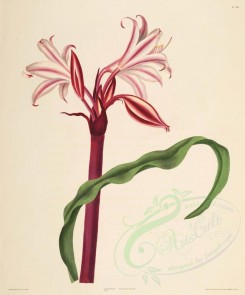 lilies_flowers-00274 - crinum zeylanicum [3278x3940]