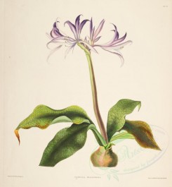 lilies_flowers-00275 - griffinia hyacinthina [3444x3726]