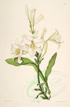 lilies_flowers-00278 - lilium candidum [3104x4709]