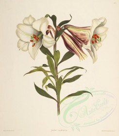 lilies_flowers-00279 - lilium japonicum [3685x4215]
