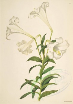 lilies_flowers-00280 - lilium longiflorum [3643x5166]