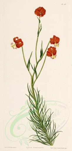 lilies_flowers-00281 - lilium pyrenaicum [2094x4391]