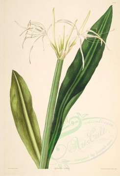 lilies_flowers-00284 - pancratium amaenum [3368x4946]