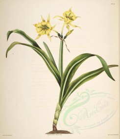 lilies_flowers-00285 - pancratium amancaes [4223x4886]