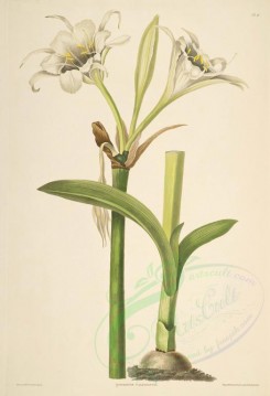 lilies_flowers-00287 - pancratium calathinum [3347x4904]