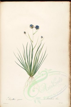lilies_flowers-00485 - arislea cyanea [4340x6487]