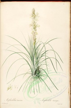 lilies_flowers-00490 - asphodelus tauricus [4283x6453]