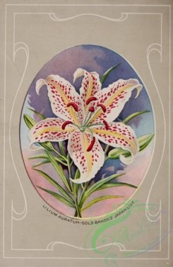 lilies_flowers-00598 - 089-lilium auratum, Japan Lily, oval frame [2995x4597]