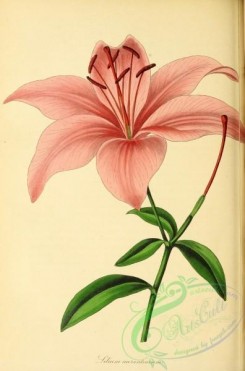 lilies_flowers-00689 - Orange-coloured Japan Lily, lilium aurantiacum [2995x4537]