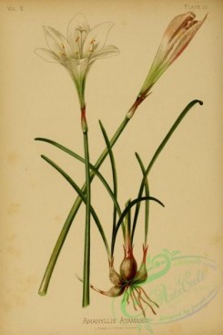 lilies_flowers-00706 - Atamasco Lily, amaryllis atamasco [1969x2943]