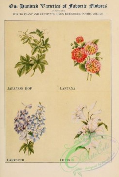 lilies_flowers-00770 - Japanese Hop, Lantana, Larkspur, Lilies [2422x3598]