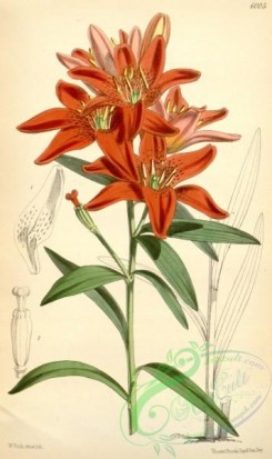 lilies_flowers-00824 - 6005-lilium concolor sinicum [2017x3396]