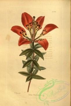 lilies_flowers-00905 - lilium philadelphicum [2039x3024]