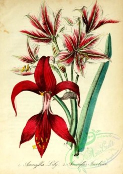 lilies_flowers-00979 - Amaryllis Lily, Amaryllis Jacobean [1917x2701]