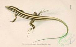 lizards_and_tritons-00001 - ameiva wetmorei, Pholidoscelis wetmorei, blue-tailed ground lizard