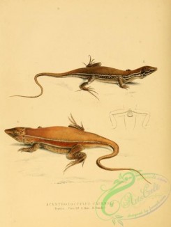 lizards_and_tritons-00141 - acanthodactylus capensis