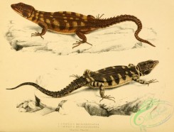 lizards_and_tritons-00146 - cordylus microlepidotus, 3