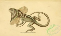 lizards_and_tritons-00161 - chlamydosaurus kingii