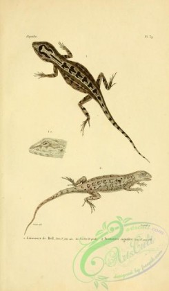 lizards_and_tritons-00173 - leiosaure de bell, proctotrete signifere