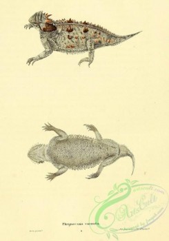 lizards_and_tritons-00198 - phrynosoma cornuta