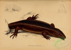 lizards_and_tritons-00210 - gerrhosaurus robustus