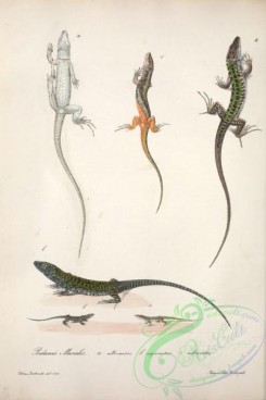 lizards_and_tritons-00242 - podarcis muralis albiventris, podarcis muralis nigriventris, podarcis muralis rubriventris