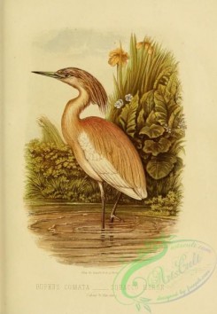 long_legged_birds-00001 - Squacco Heron, buphus comata