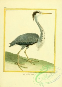 long_legged_birds-00017 - 052-Heron