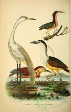 long_legged_birds-00103 - Green Heron, Night Heron, Great White Heron