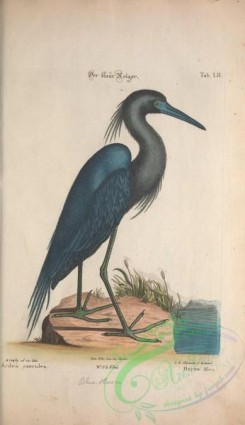 long_legged_birds-00108 - Blue Heron