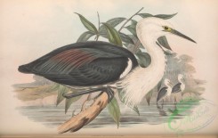 long_legged_birds-00287 - Pacific Heron, ardea pacifica