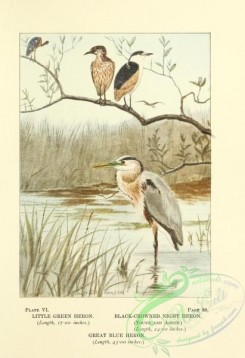long_legged_birds-00292 - 006-Little Green Heron, Black-crowned Night Heron, Great Blue Heron