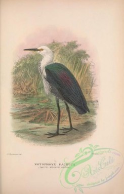 long_legged_birds-00319 - 065-White-necked Heron, notophoyx pacifica