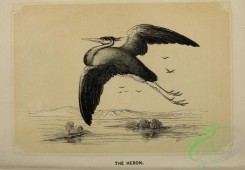 long_legged_birds-00324 - Heron