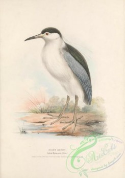 long_legged_birds-00334 - Night Heron, ardea nycticorax