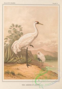 long_legged_birds-00339 - American Crane