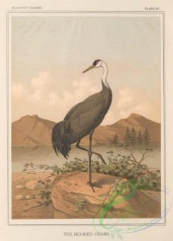 long_legged_birds-00351 - Hooded Crane