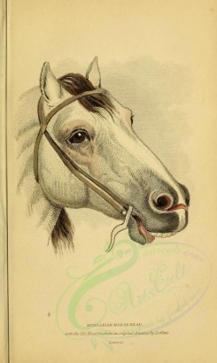 mammals-00014 - HUNGARIAN HORSE [1871x3124]
