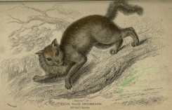 mammals-00090 - Angora Cat [3462x2220]