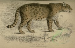 mammals-00105 - Jaguar or American Panther [3384x2168]