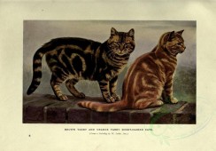 mammals-00127 - BROWN TABBY AND ORANGE TABBY SHORT-HAIRED CATS [3144x2188]