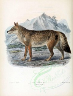 mammals-00324 - COMMON WOLF [2170x2846]