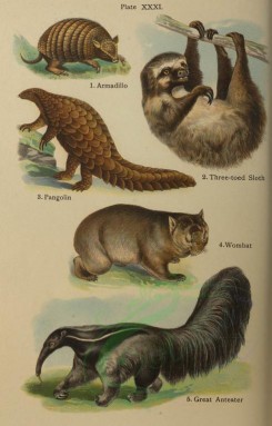 mammals-00353 - Armadillo, Three-toed Sloth, Pangolin, Wombat, Green Anteater [2324x3632]
