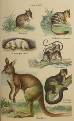mammals-00355 - Bandicoot, Banded Anteater, Marsupial Mole, Opossum, Flying Phalanger, Kangaroo [2256x3679]