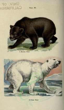 mammals-00356 - Brown Bear, Polar Bear [2396x4106]