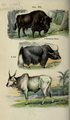 mammals-00362 - European Bison, Yak, Zebu [2396x4106]