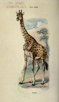mammals-00363 - Giraffe [2396x4106]