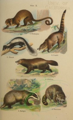 mammals-00366 - Kinkajou, Skunk, Coaiti, Glutton, Badger, Raccoon [2400x3915]